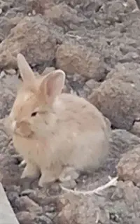 بچه خرگوش لوپ دورگه
