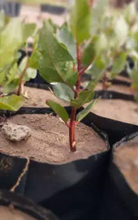 نهال پسته