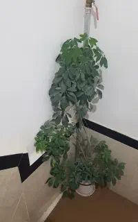 فروش گل طبیعی