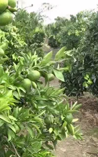 خدمات باغی و باغچه و شخم زدن زمین