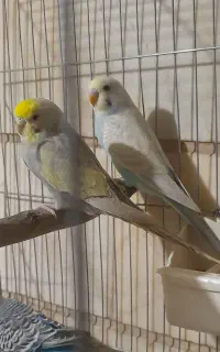 جفت مرغ عشق رنگین کمانی رینبو رنگ خاص
