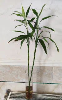 گیاه بامبو