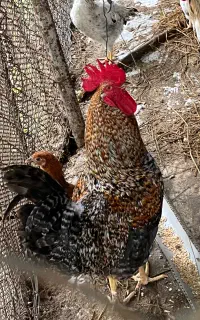 خروس نژاد سلطان و محلی