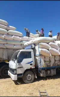 از مزارع کردستان  گیاه  کاه  ریز و درشت