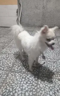 سگ نر