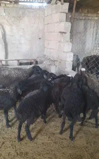 بره قیمت مناسب پای پروار