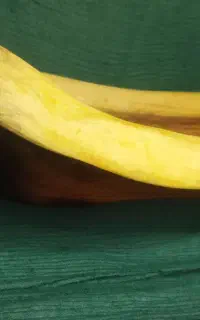 میوه خوری چوب کهور