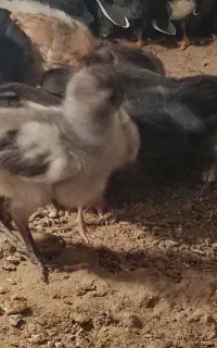 جوجه دو هفته ای