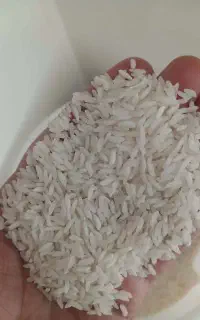 برنج طارم