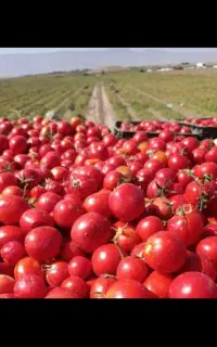 گرجه ربی