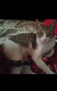 گمشده