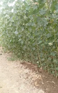 نهال صنوبر ترکیه ی