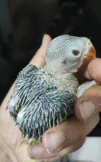 جوجه ملنگو سرلاکی