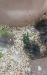بچه همستر  بازیگوش  و سالم