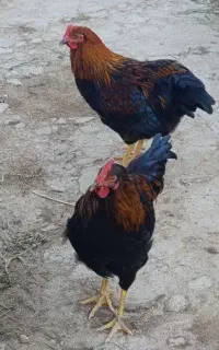 دو عدد خروس هلندی