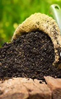 کود ارگانیک