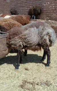 بره نر