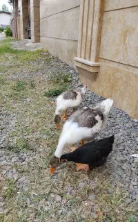 یک جفت غاز با یک جوجه مرغ