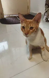 گمشده گربه نر‌نارنجی و سفید