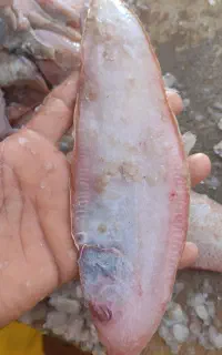 ماهی زبون