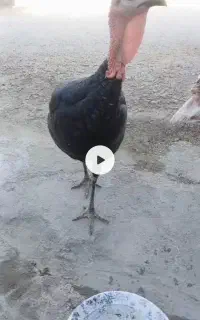 بوقلمو