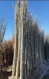 نهال نیگرای ترکیه و کبوده با ضمانت و فاکتور رسمی