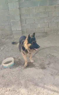 سگ ژرمن
