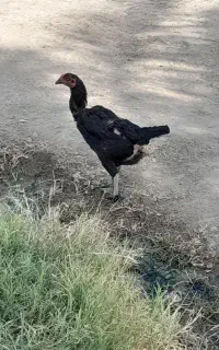مرغ وخروس