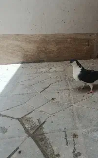کبوتر ساده