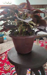 گل با گلدان