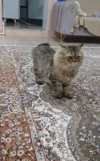 واگذرانی گربه پرشین