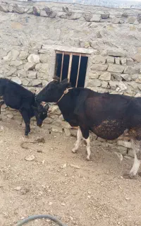 گاو دامازدغ