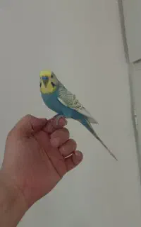 مرغ عشق