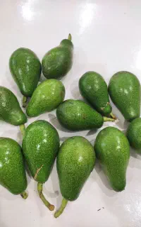 میوه آواکادو