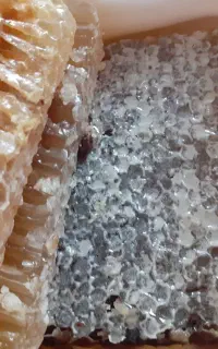 اصل بخرید