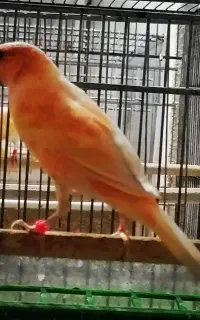 قناری ردفکتور نر و سوخته سرخ ماده و جوجه گلبسر نر