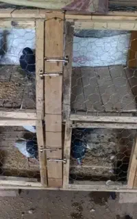 جفتگاه
