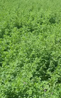 یونجه خورد شده