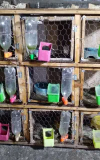 قفس 9جفتی باتمام وسایل3تمن
