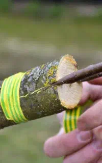 پیوند وهرس درختان