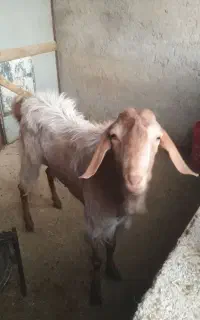 بزغاله نر