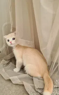 بچه گربه