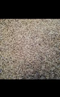 جو محلی
