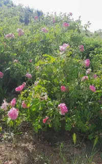 گلاب طبیعی