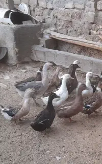 اردک تخم گذار