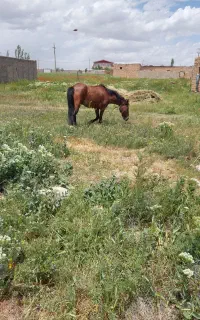 اسب مادیان