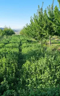 نیاز به کارگر جهت ابیاری یونجه