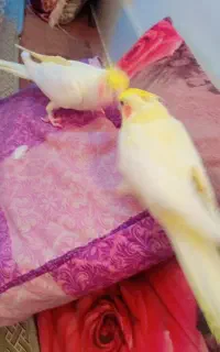 یک جفت عروس هلندی