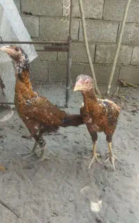 دو عدد جوجه لاری