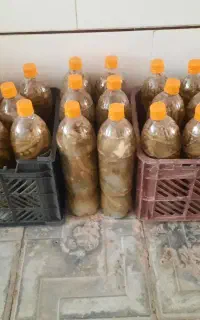 فروش خیارشور ویژه